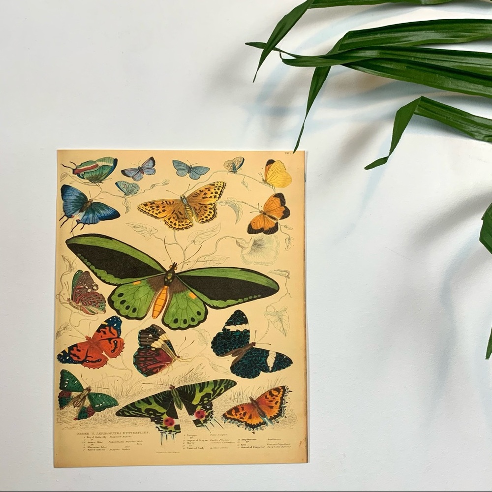 Vintage Biodiversity Butterfly Moth Chart 8x10 Print - Picture 7 of 8